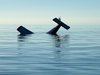 Plane-crash-near-Cape-Sable-1-22-21-NPS-Photo-scaled.jpg Plane-crash-near-Cape-Sable-1-22-21-NPS-Photo-scaled.jpg