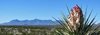 Big Bend Spring.jpg