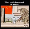 what-really-happened-in-wuhan-.png