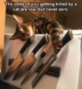 02odds-of-you-killed-by-cat.png