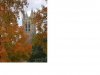 tower crop.JPG