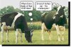 mad_cow.jpg
