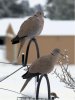 Doves.jpg