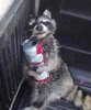 17-Raccoon.jpg