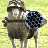 armed sheep.jpg
