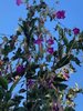 IMG_1351.jpg