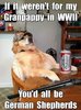 17-german-shepards.jpg