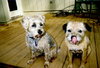 Dogs.jpg