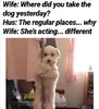 44-dog-stripper-pole.jpg