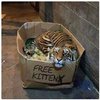 free kitten (2).jpg