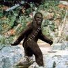 Chewy.jpg Chewy.jpg