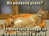 weekend-plans-meme.jpg