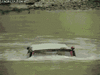 1543483-671080914918fcf1f8e8619be54b87b2.gif
