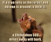 a-chihuahua-will.jpg
