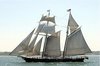 gann albatros.JPG gann albatros.JPG