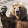 Bear 555