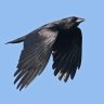 Old Crow