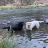2labs