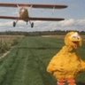 bigbird