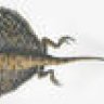 Flying Lizard