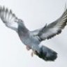 Sky-Pidgeon