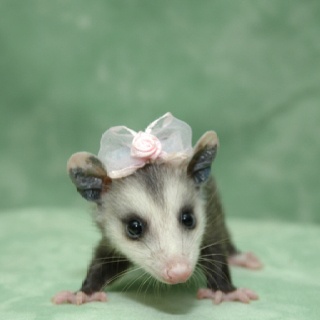 5bf5e07df82d0fe20bd1bcde9498fa84--opossum-cute-babies.jpg