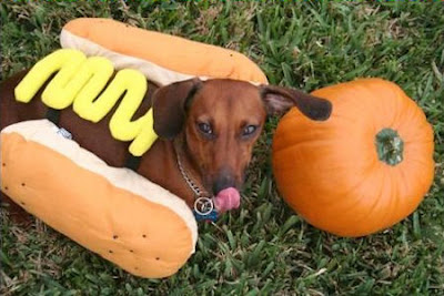 hot+dog+costume+dachshund.jpg