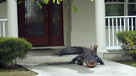 ht_alligator_front_door_south_carolina_thg_130417_wblog.jpg
