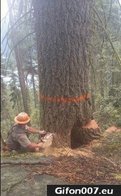 Tree-Felling-Video-Gifs-Gif-Fail-Lumberjack.gif