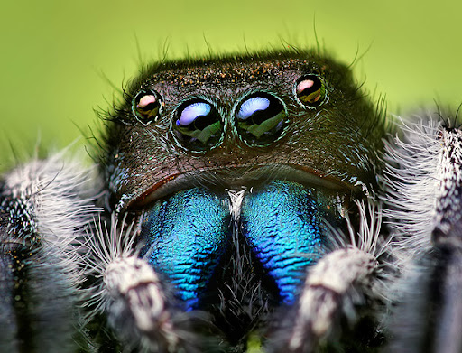 Jumping-Spider-Goes-to-a-Photo-Session-spider9.jpg