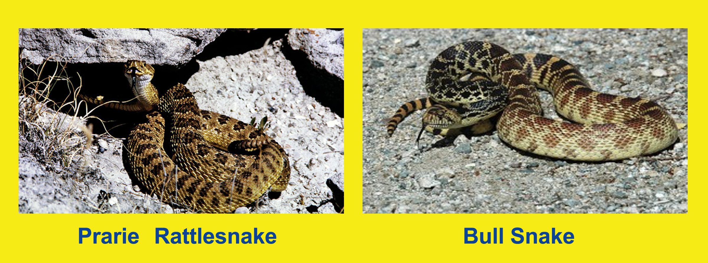 Rattlesnake-vs-Bull-Snake-identify-Pooper-Scooper-Boulder-Colorado.jpg