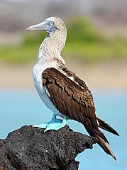 179px-Blue-footed-booby.jpg
