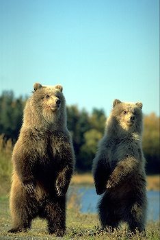 two-bears1.jpg