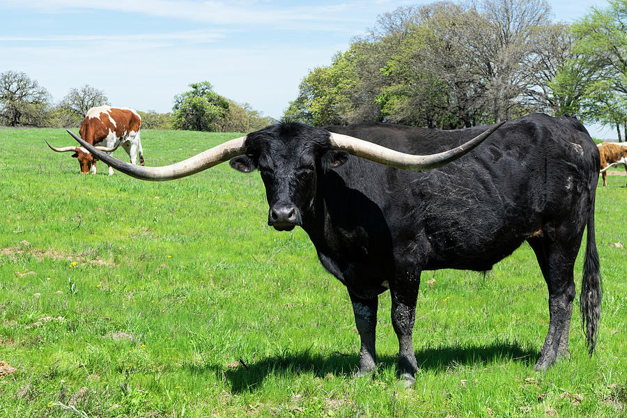 black-longhorn-bull-with-long-curved-horns-stretch-clendennen.jpg