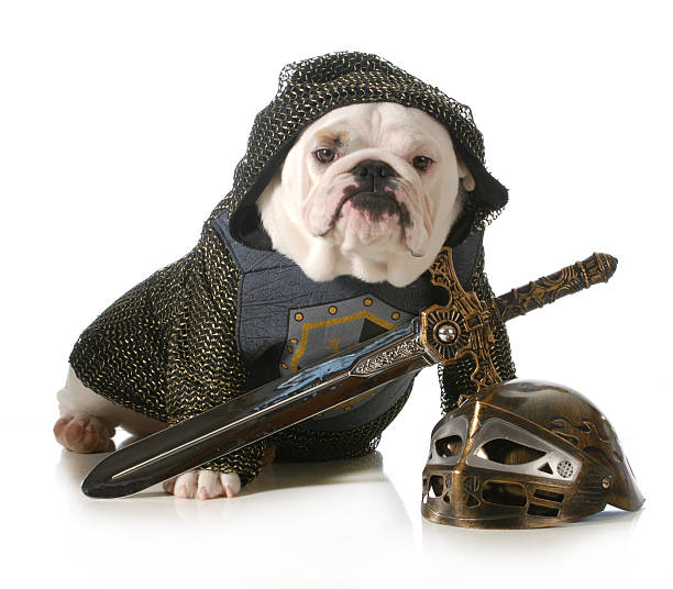 dog-dressed-as-knight-picture-id164142782