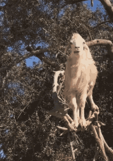 goats-goats-in-trees.gif