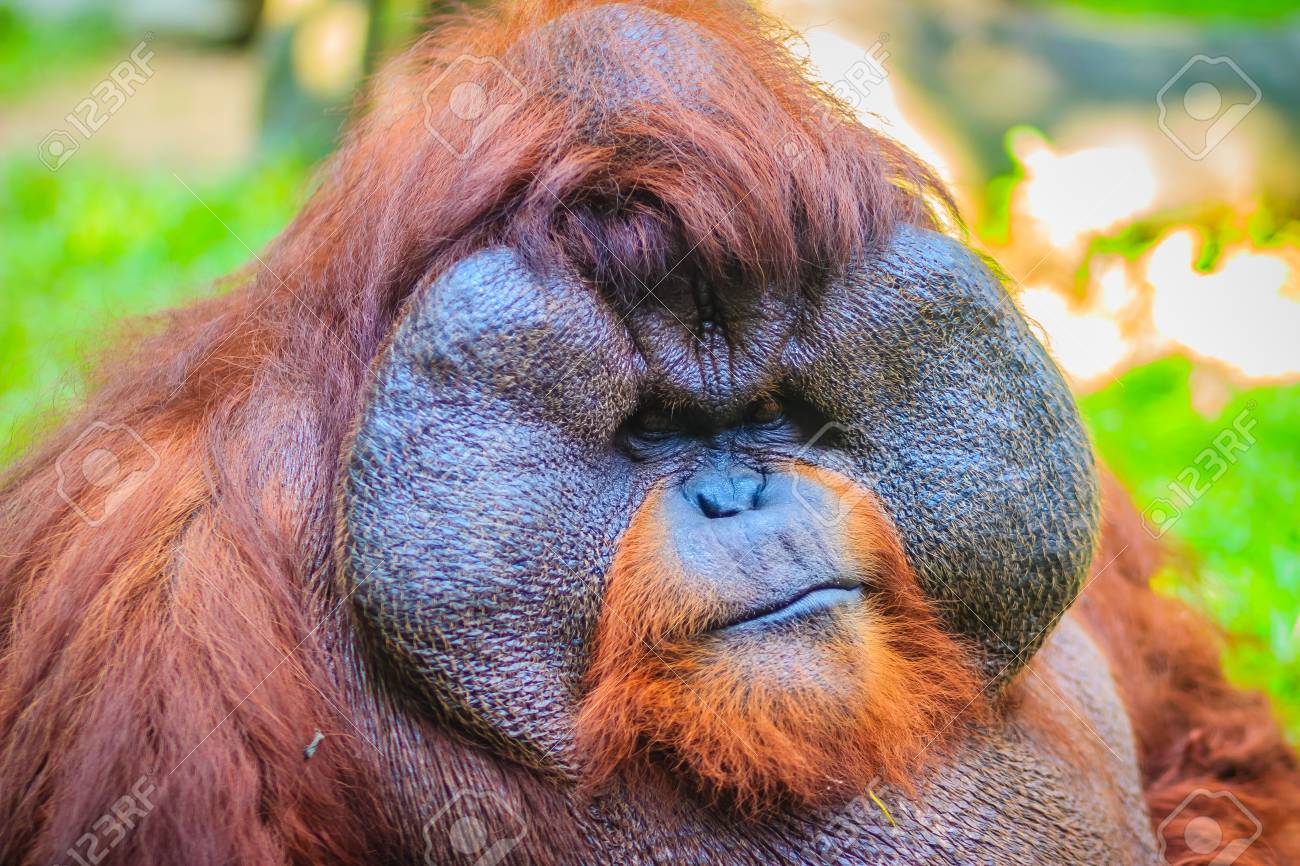 83926233-close-up-to-face-of-dominant-male-bornean-orangutan-pongo-pygmaeus-with-the-signature-developed-chee.jpg