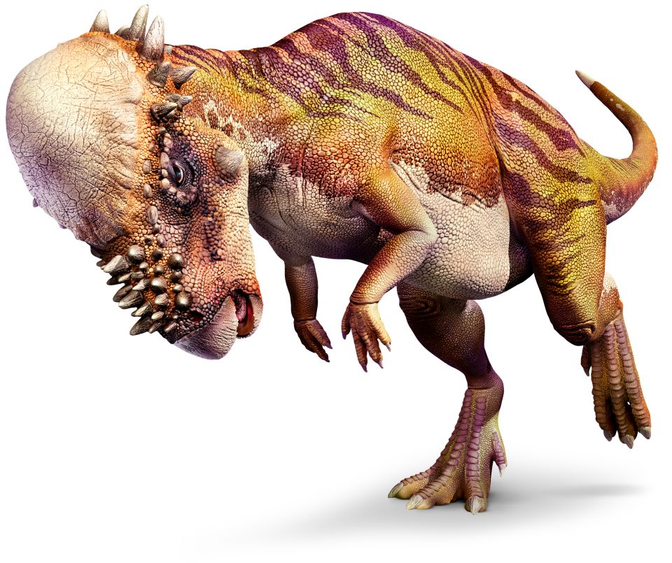 Pachycephalosaurus_right_mch8y6.jpg