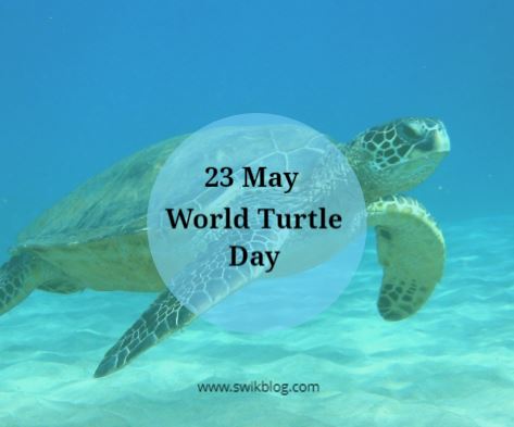 world-turtle-day.jpg