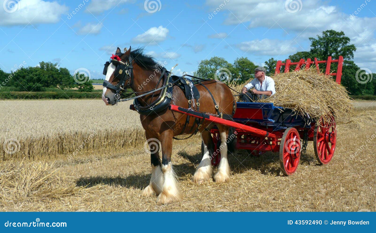 shire-horse-straw-wagon-country-show-farm-working-day-event-somerset-england-43592490.jpg