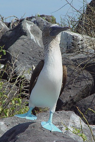 319px-Blue-footed_Booby_%28Sula_nebouxii%29_-one_leg_raised.jpg