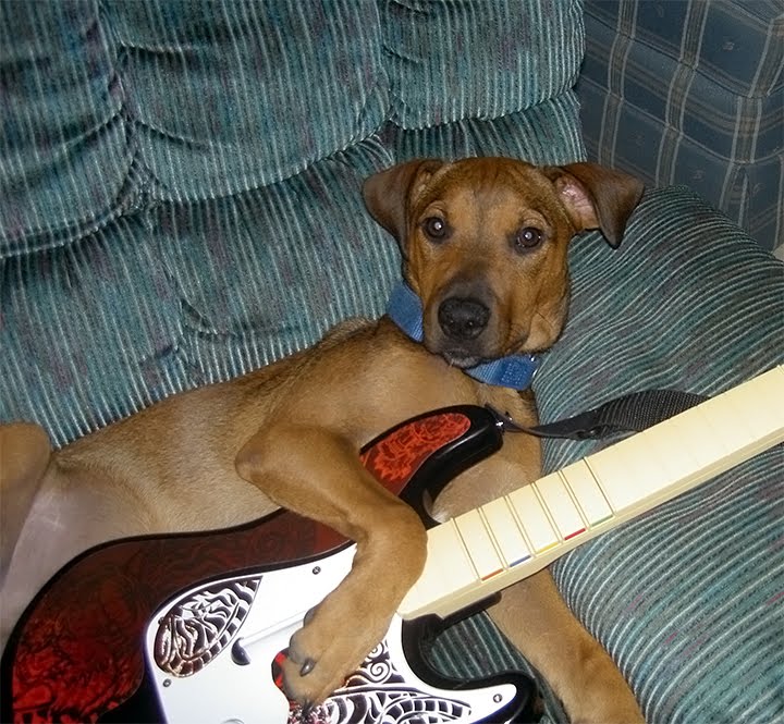 guitar-dog.jpg
