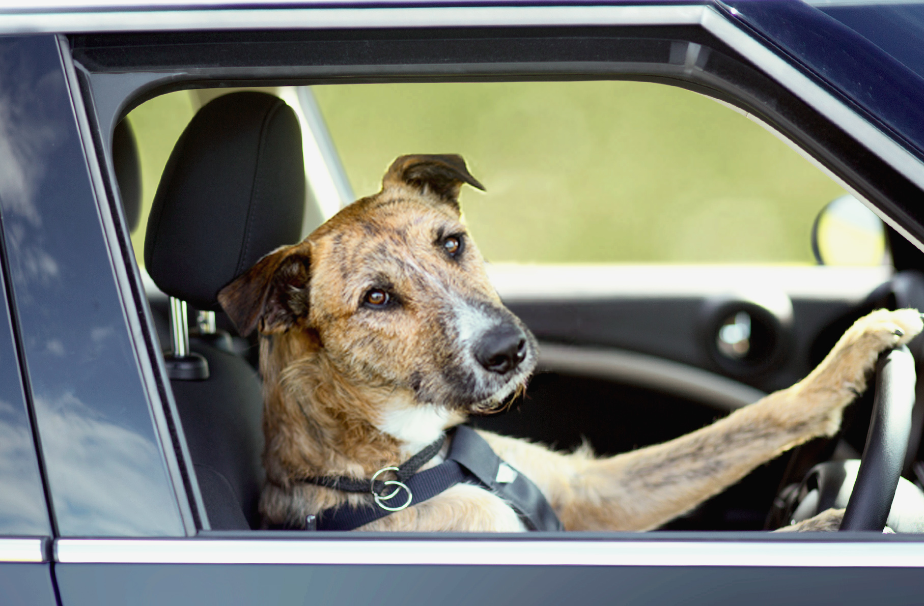 dog-driving-dwi.jpg