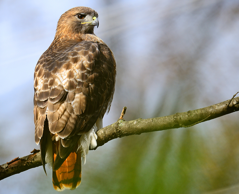 Red_Tailed_Hawk_Perched_iStock-800px.jpg